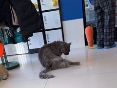 -平行世界·猫咖(首经贸店)
