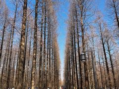 -黄海国家森林公园