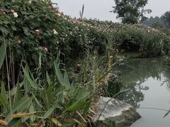 -天府芙蓉园