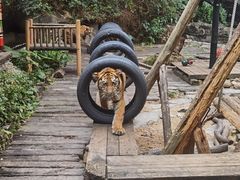 -广州长隆野生动物世界