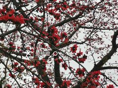 -广州中山纪念堂