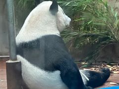-成都动物园
