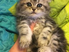 享福的主子们盛世美颜吧-Bastet sally猫舍购宠(静安店)