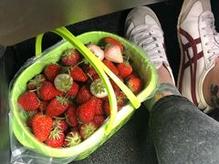 -大自然农场蔬菜草莓采摘园