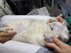 -派特宠物医院(圆融广场店)