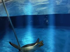 -重庆欢乐海底世界