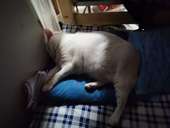 -艾吉宠物医院·疑难杂症转诊中心·猫友好(碧江路院)
