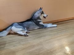 -Husky Go! 哈士奇体验馆·宠物咖啡厅狗咖