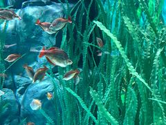 -上海海洋水族馆