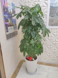 -Cocodemer产后恢复(杭大店)
