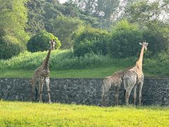 -沈阳森林动物园