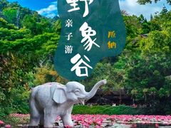-野象谷景区