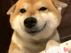 -Husky Go! 哈士奇体验馆·宠物咖啡厅狗咖