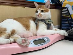 -宠颐生猫科·内科皮肤科(西平世纪城店)