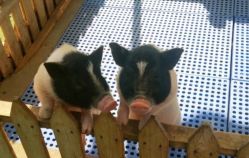 -萌宠亲子动物乐园(槐房万达店)