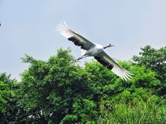 -广州长隆飞鸟乐园
