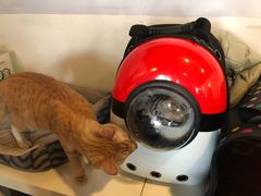 -Cappucimeow猫咪咖啡馆(韦伯时代店)
