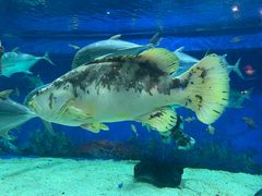 -成都浩海立方海洋公园