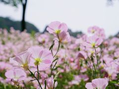 -西山漾湿地公园