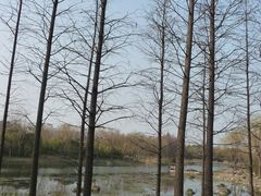 树林-新江湾城公园
