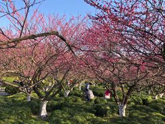 -上海海湾国家森林公园