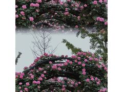 -廊坊文化艺术中心