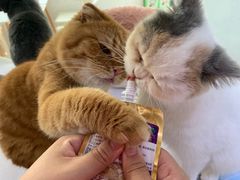 -喵的天空名猫咖啡馆·撸猫·猫舍·用品