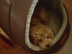 -宠颐生中康贝怡动物医院