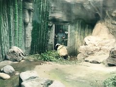大熊猫吃竹子-北京动物园