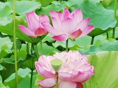 -莲花池公园