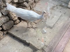 -呀路古热带植物园