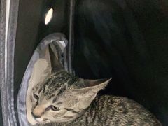 -瑞鹏宠物医院·夜间急症·心超·猫科(祖庙分店)