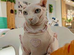 -藏猫猫咖啡主题馆(中央大道店)