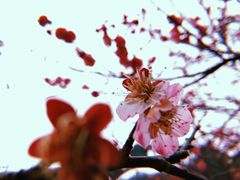 -香雪海