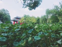 -四川大学(望江校区)