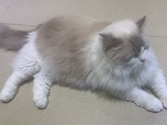 -藏猫猫咖啡主题馆(中央大道店)