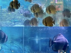 -烟台海昌鲸鲨海洋公园