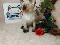 -十年猫舍·猫咪专门店(普陀店)