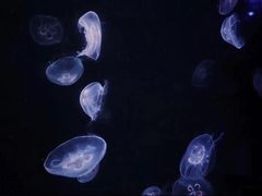 -锦艺城海洋馆