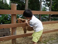 -神户市立六甲山牧场