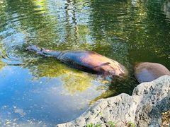 -清迈夜间动物园