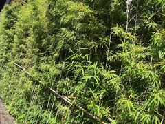 -顺德渔村·岭南一号