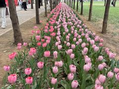 -洛阳郁金香牡丹园