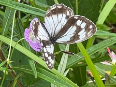 -白草畔自然风景区