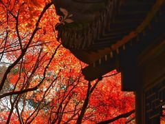 -秋霞圃