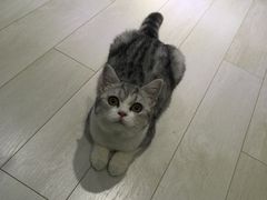 -喵的天空名猫咖啡馆·撸猫·猫舍·用品