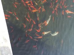 -祥源·阜阳生态乐园