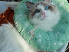 -中农大我爱我爱24h动物医院·中医针灸·猫专科·骨科医疗中心(双井店)