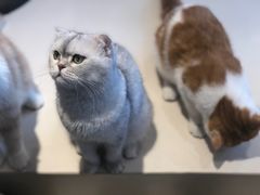 -飞行喵MR PILOT|猫舍·猫咖(静安大融城店)
