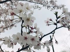 -黎里王记辣脚(黎里总店)